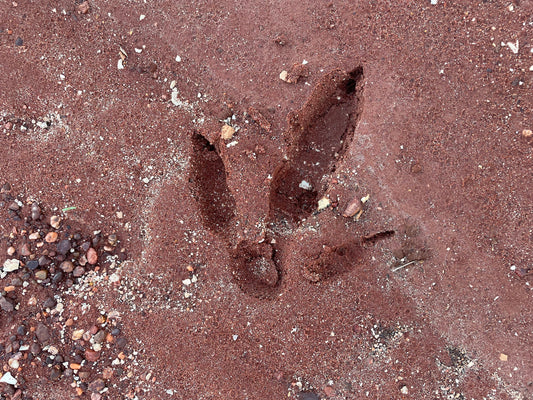 X Marks the Spot!