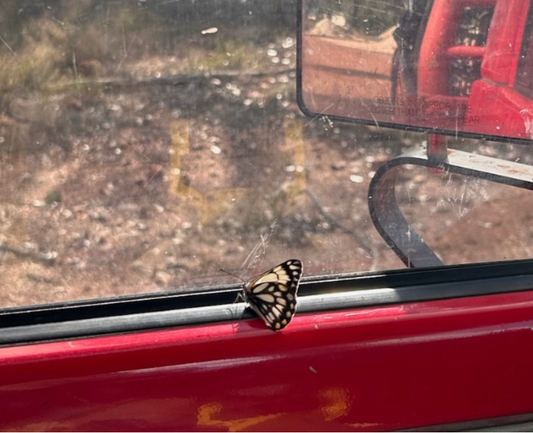 My Butterfly Collection