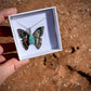 Butterfly Pendants - Design your own
