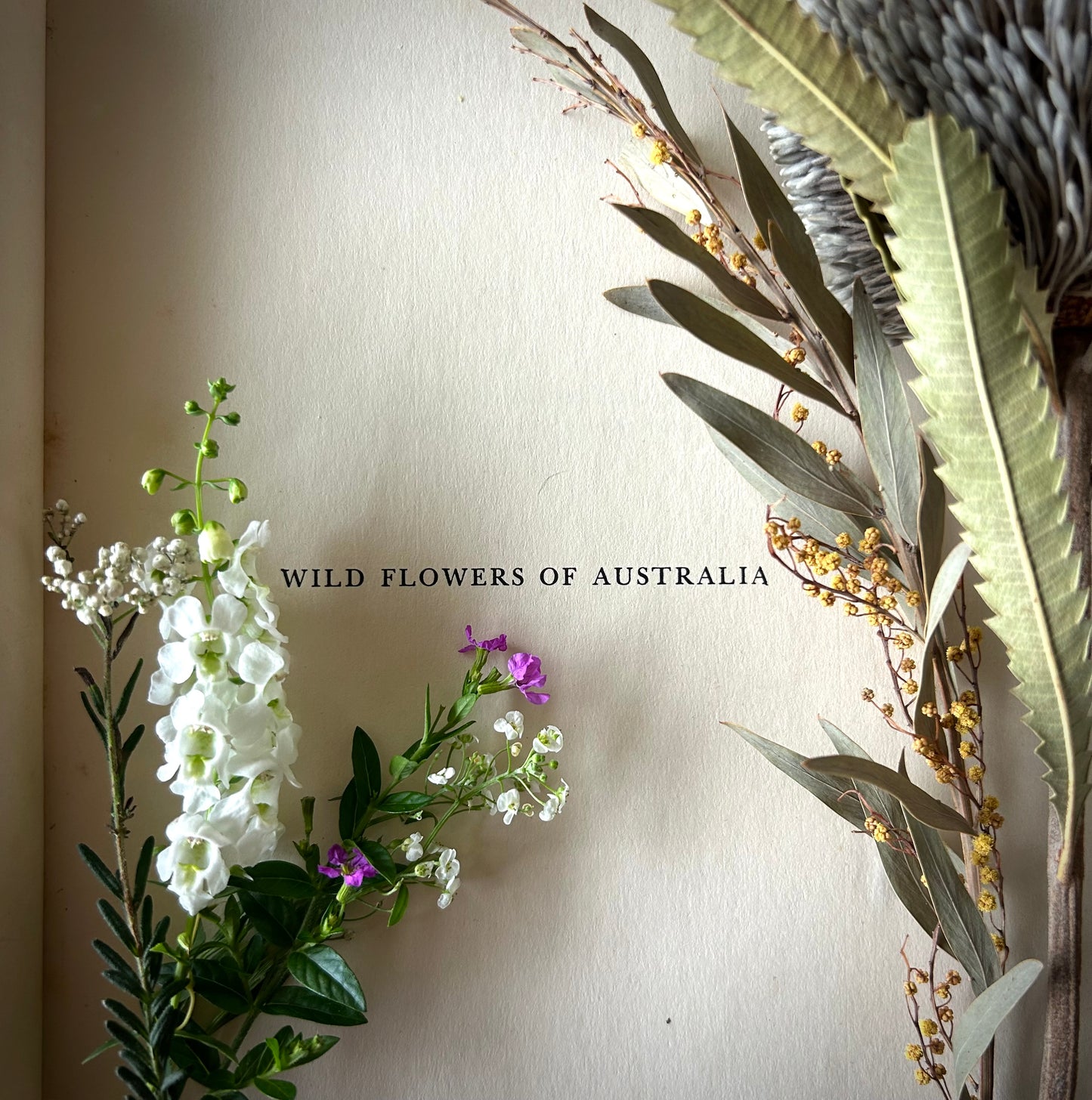 For my Mum - Angelonia